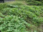 Gardening 2-2013 (3)